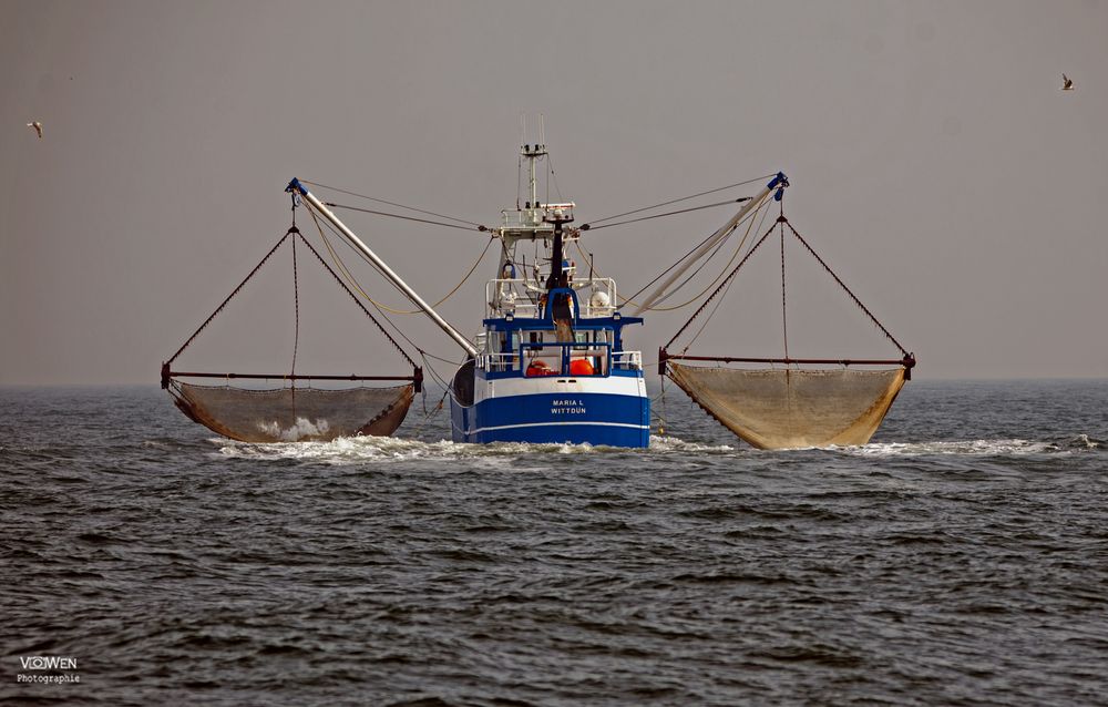 KRABBENCUTTER VOR HELGOLAND