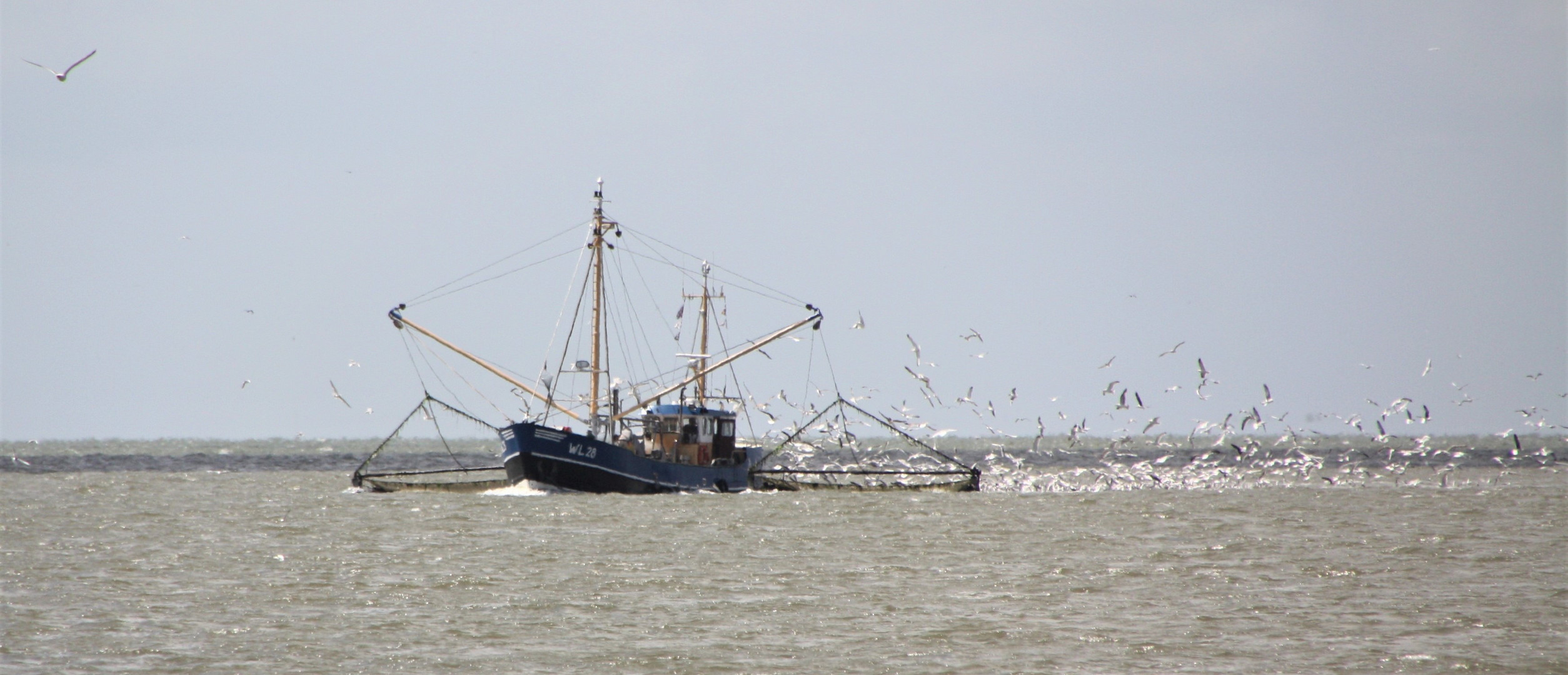 Krabbenfang vor der Insel Terschelling