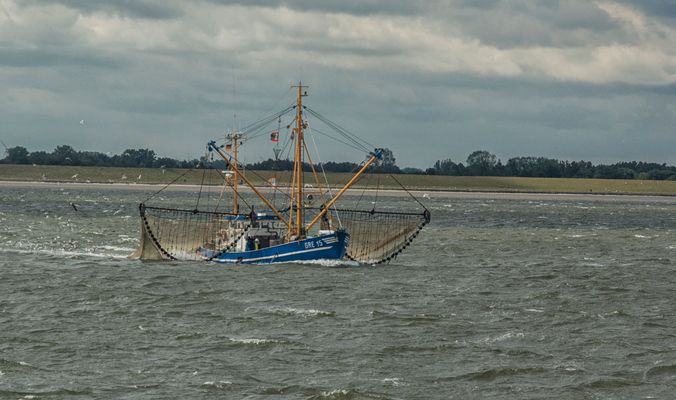 Krabbenfischer auf der Elbe
