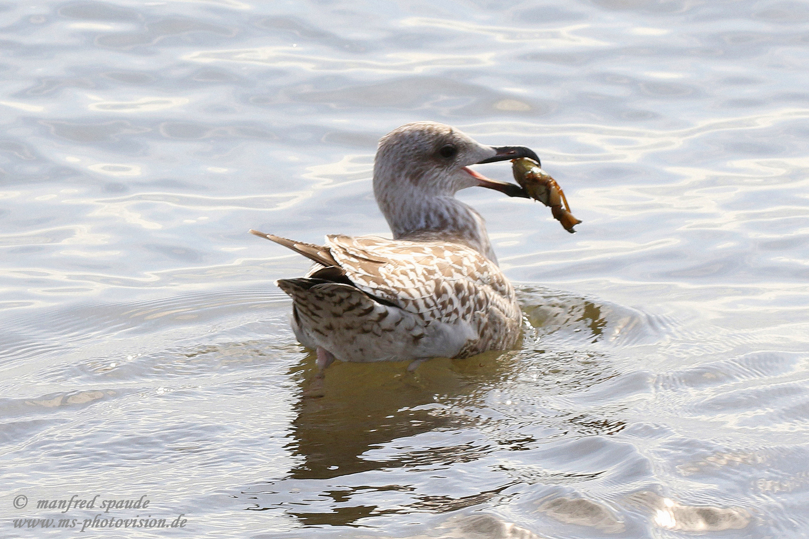 Krabbenfischer schwimmend