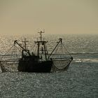 Krabbenfischer vor Borkum