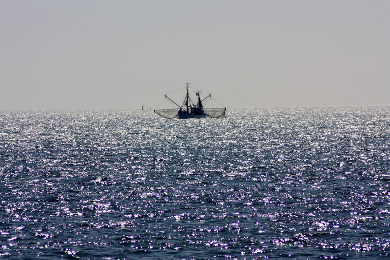 Krabbenkutter vor Amrum