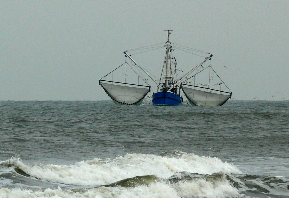 Krabbenkutter vor Juist (2)