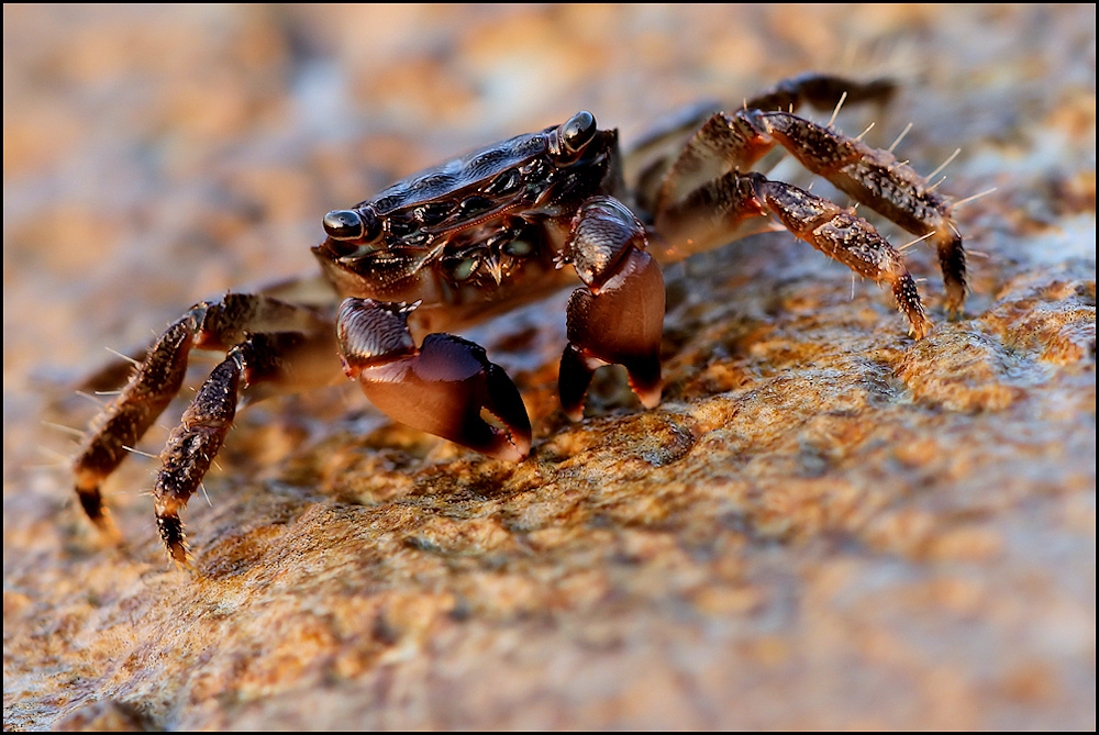 Krabbenportrait