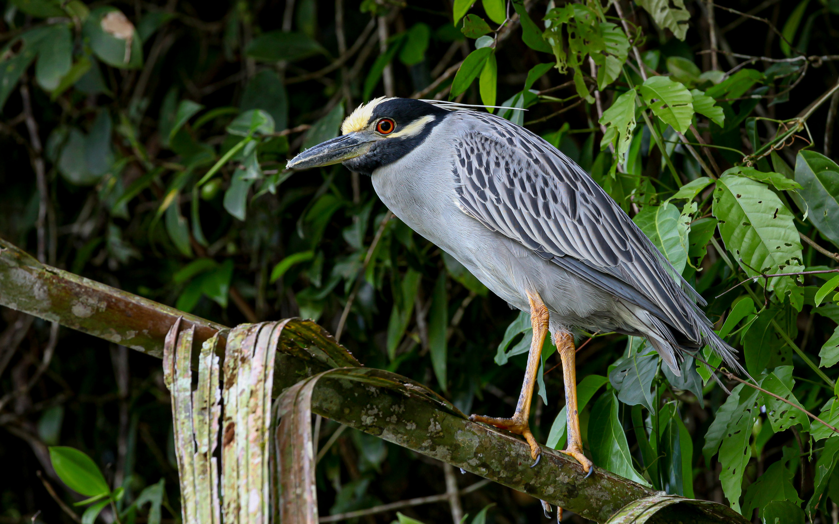 Krabbenreiher