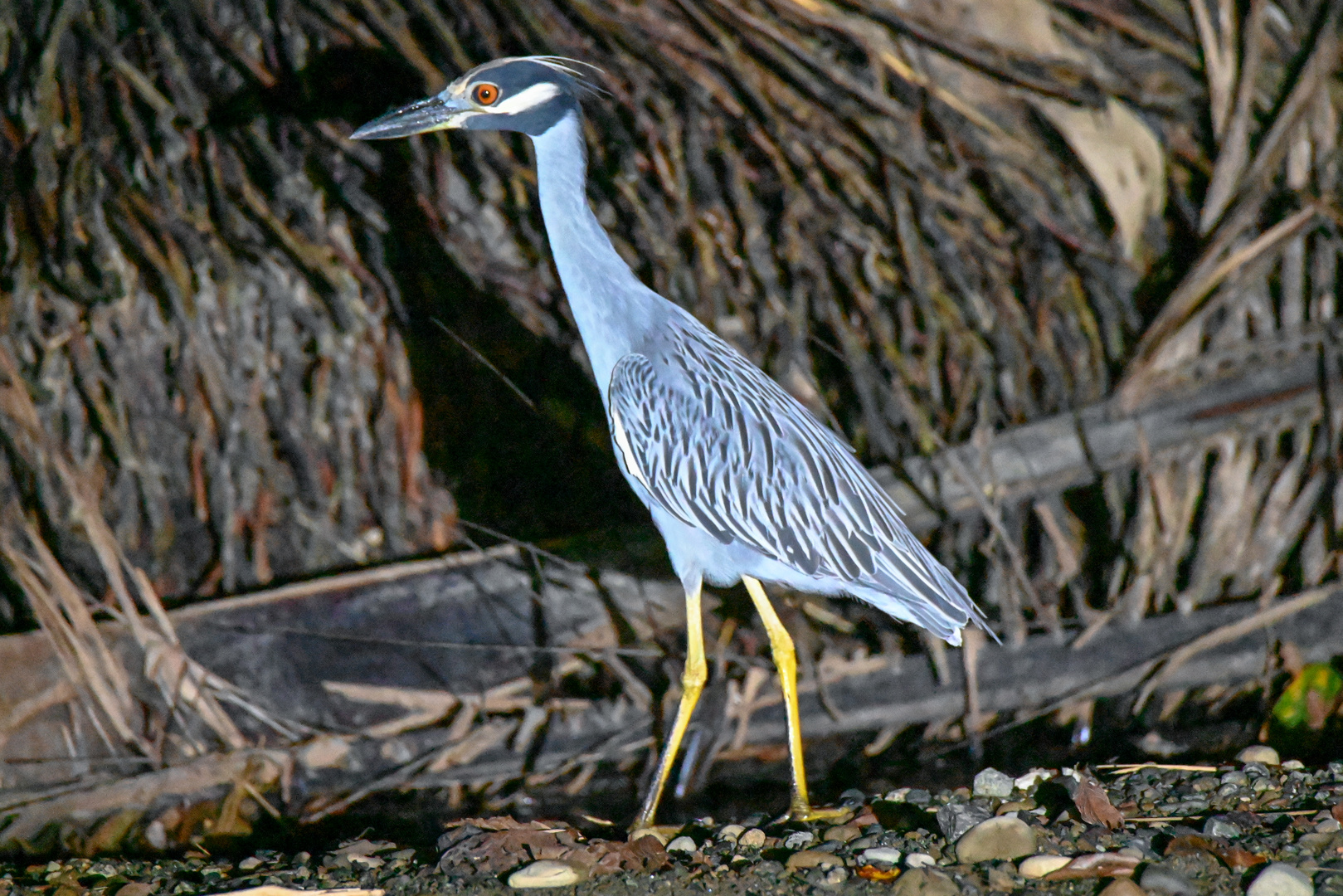 Krabbenreiher