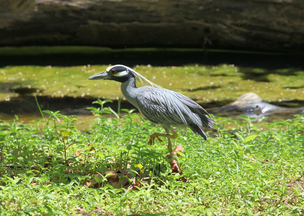 Krabbenreiher