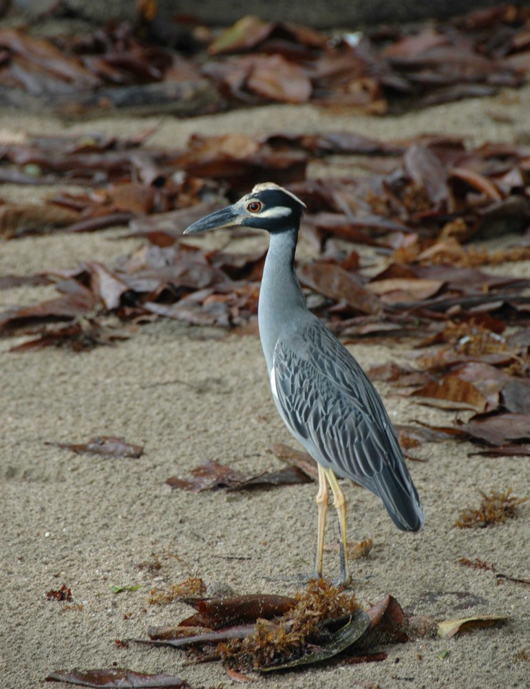 Krabbenreiher ( Nyctanassa violacea )