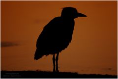 Krabbenreiher (Nycticorax violaceus)