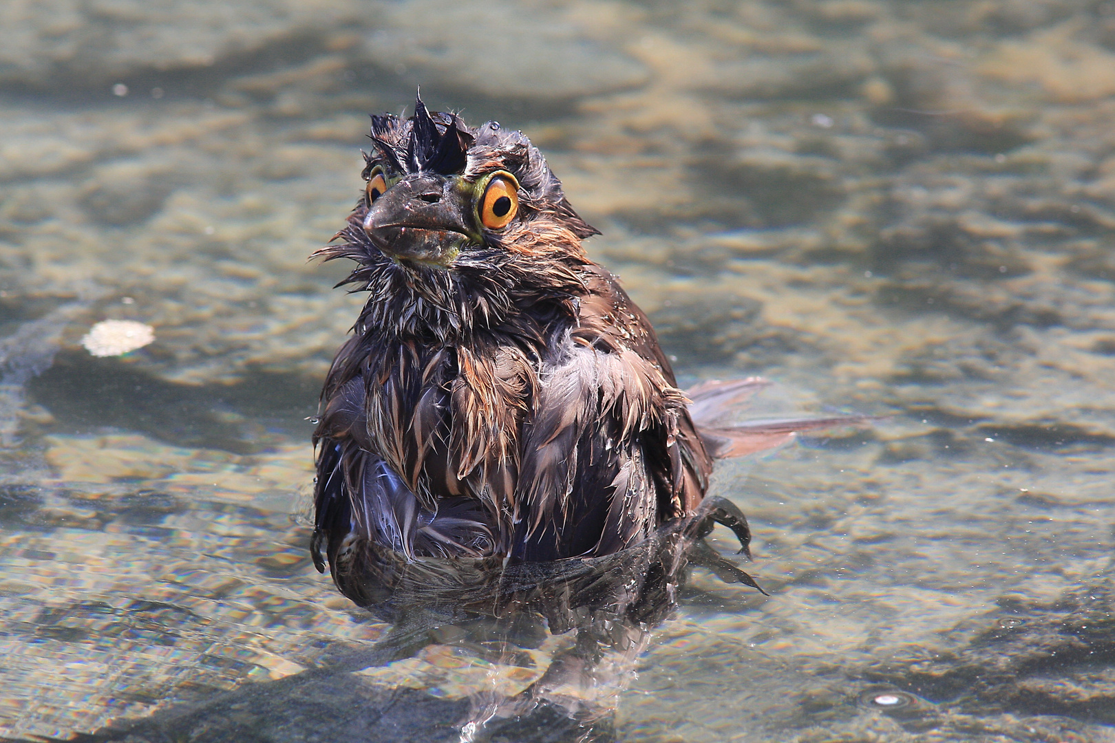 Krabbenreiher (Wasser ist nass)