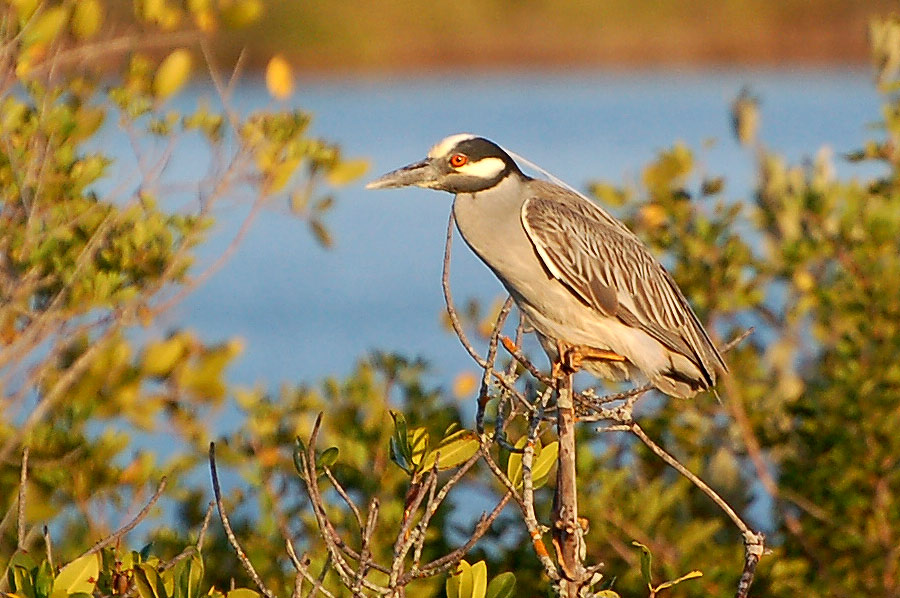 Krabbenreiher - Yellow-Crowned Night Heron (Nyctanassa violacea)