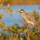 Krabbenreiher - Yellow-Crowned Night Heron (Nyctanassa violacea)