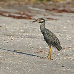 Krabbenreiher - Yellow-Crowned Night Heron (Nyctanassa violacea)...