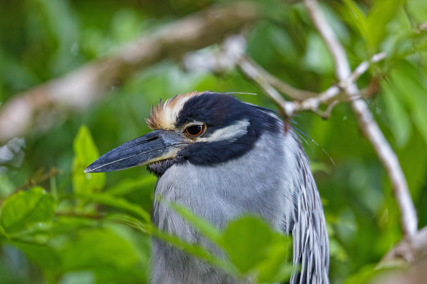 Krabbenreiher_1