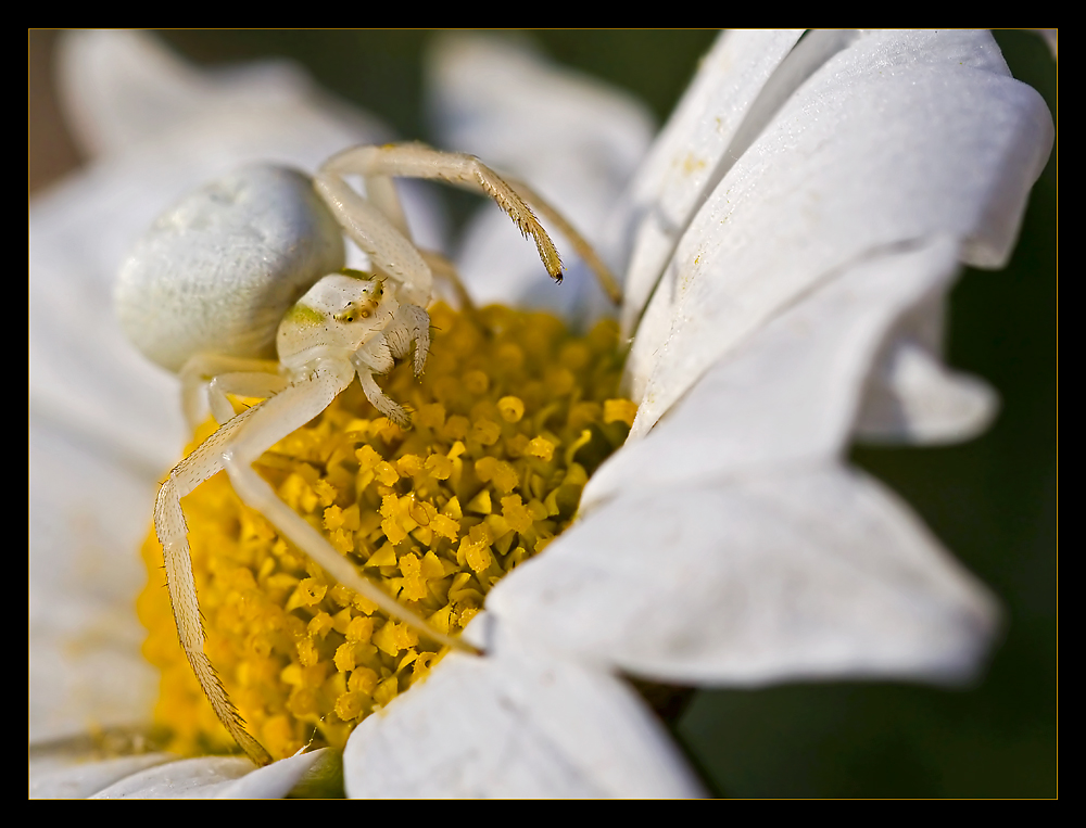 Krabbenspinne