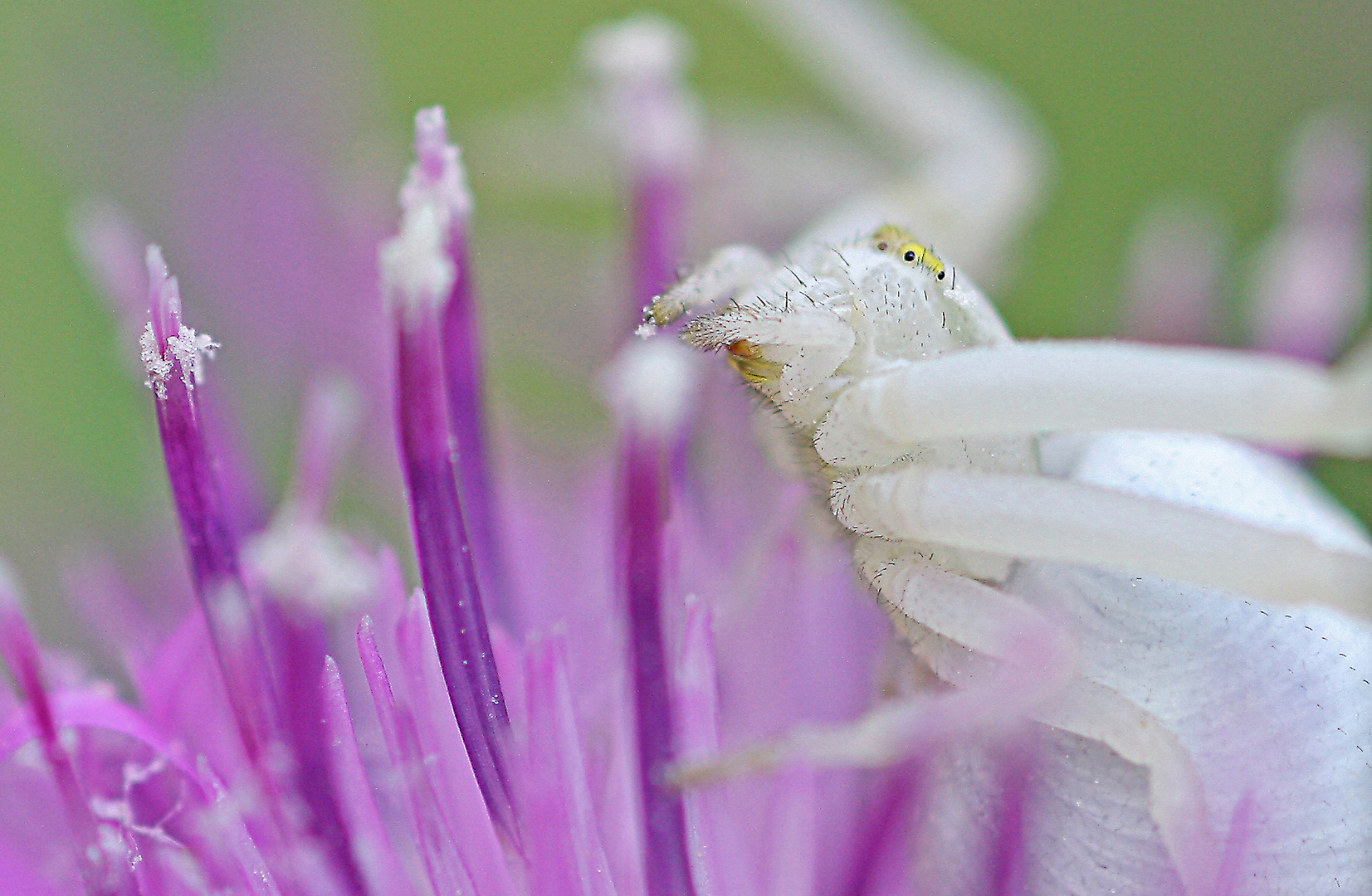 Krabbenspinne