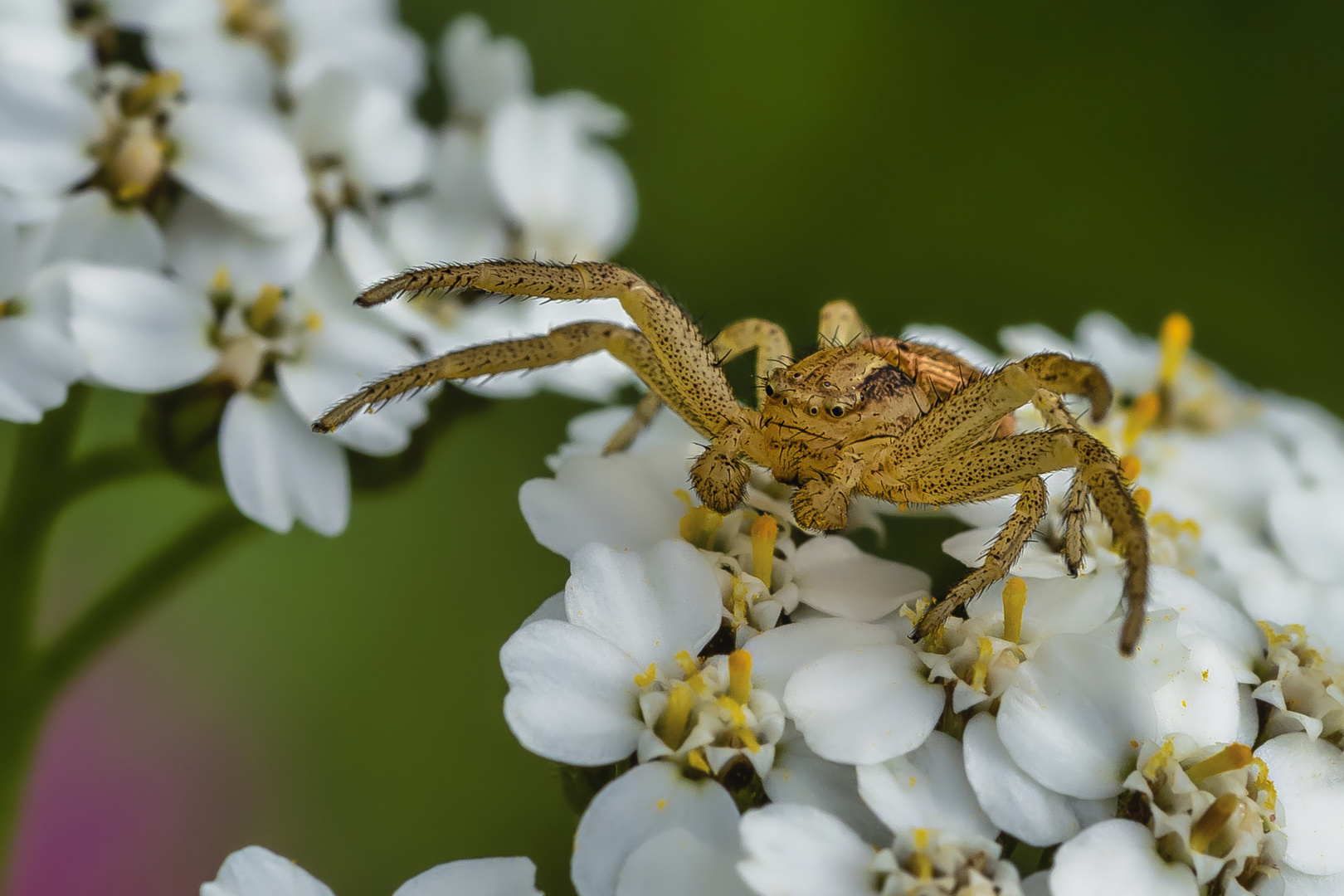 Krabbenspinne