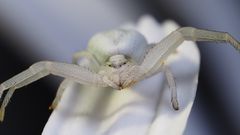 Krabbenspinne