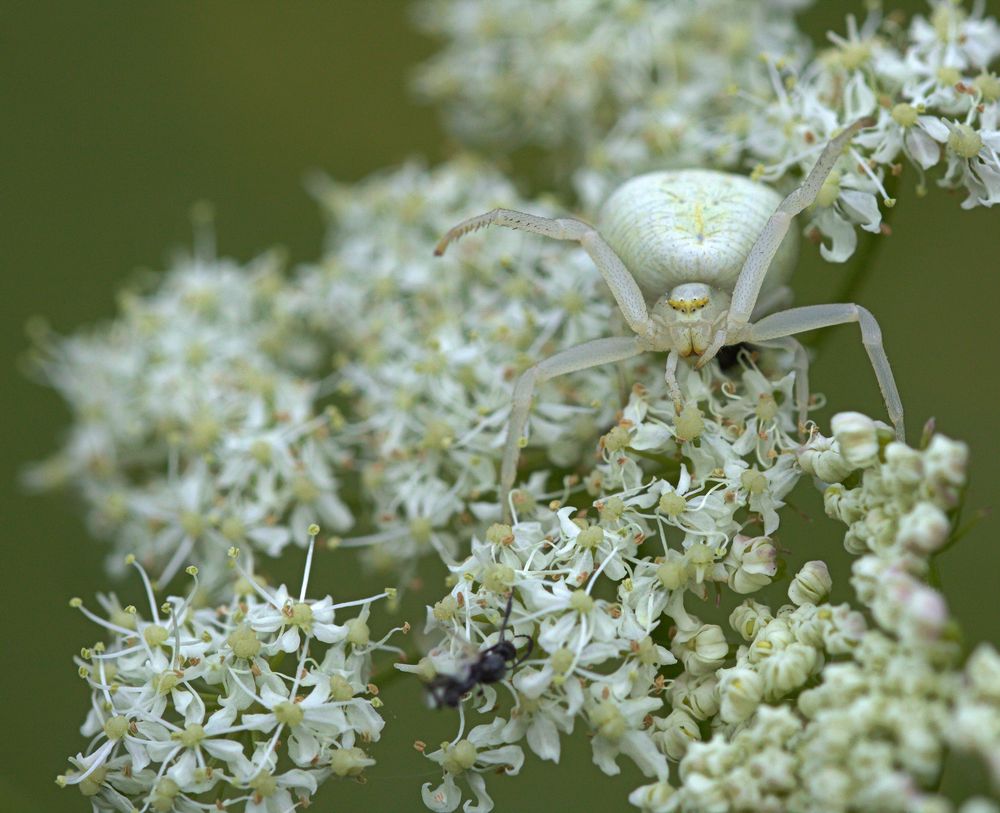 Krabbenspinne