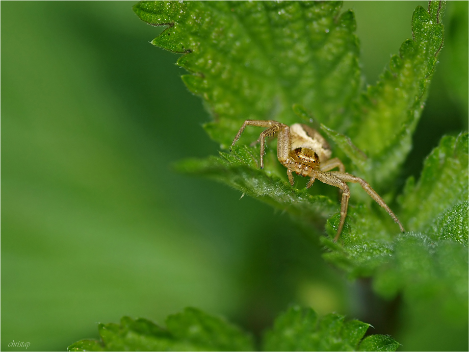 Krabbenspinne ...