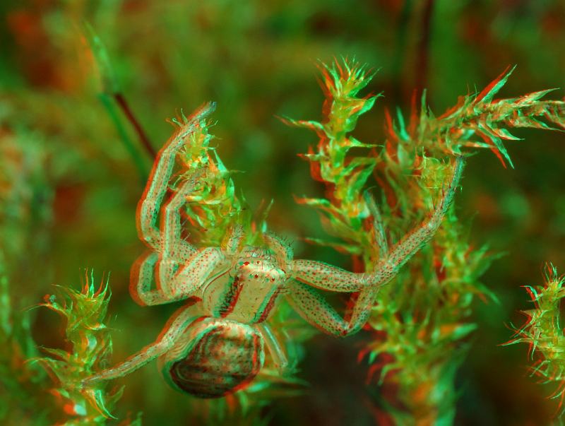 Krabbenspinne [3D]