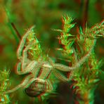 Krabbenspinne [3D]