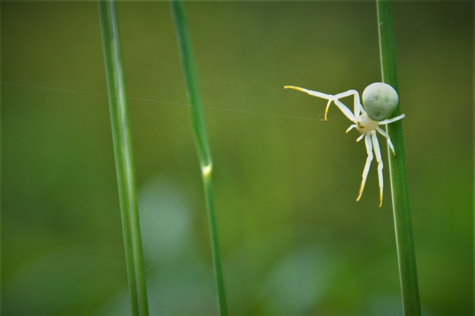 Krabbenspinne