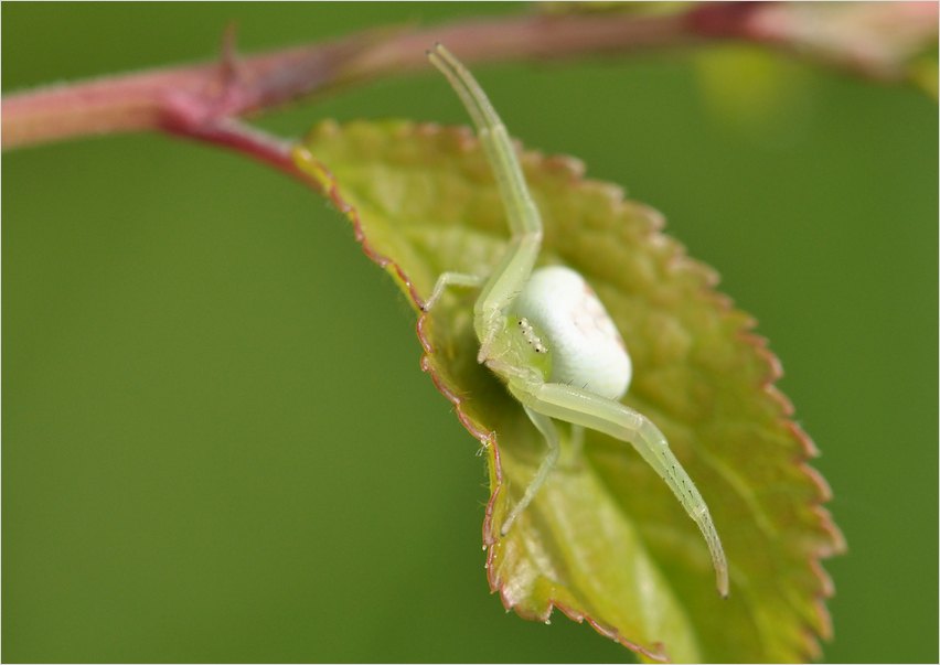 Krabbenspinne