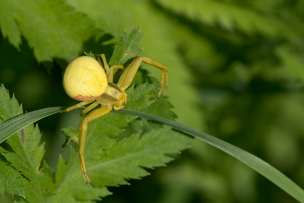 Krabbenspinne