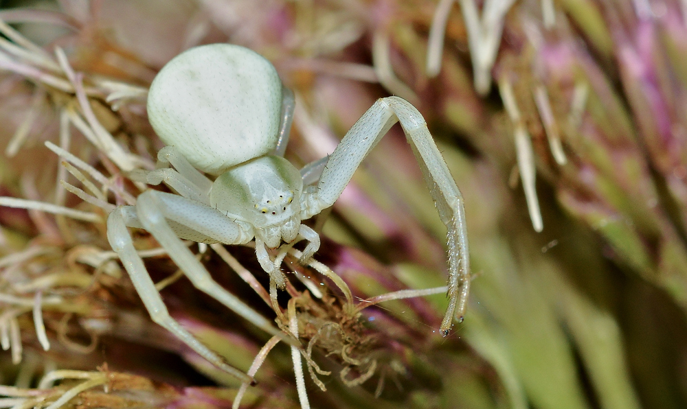 Krabbenspinne