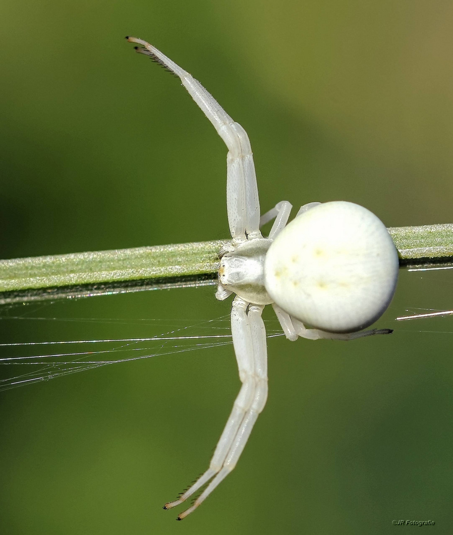 Krabbenspinne