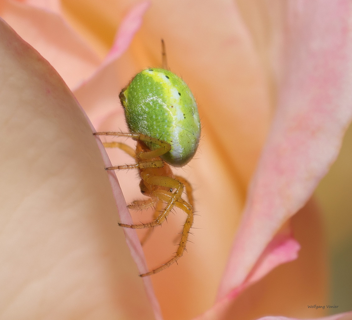 Krabbenspinne