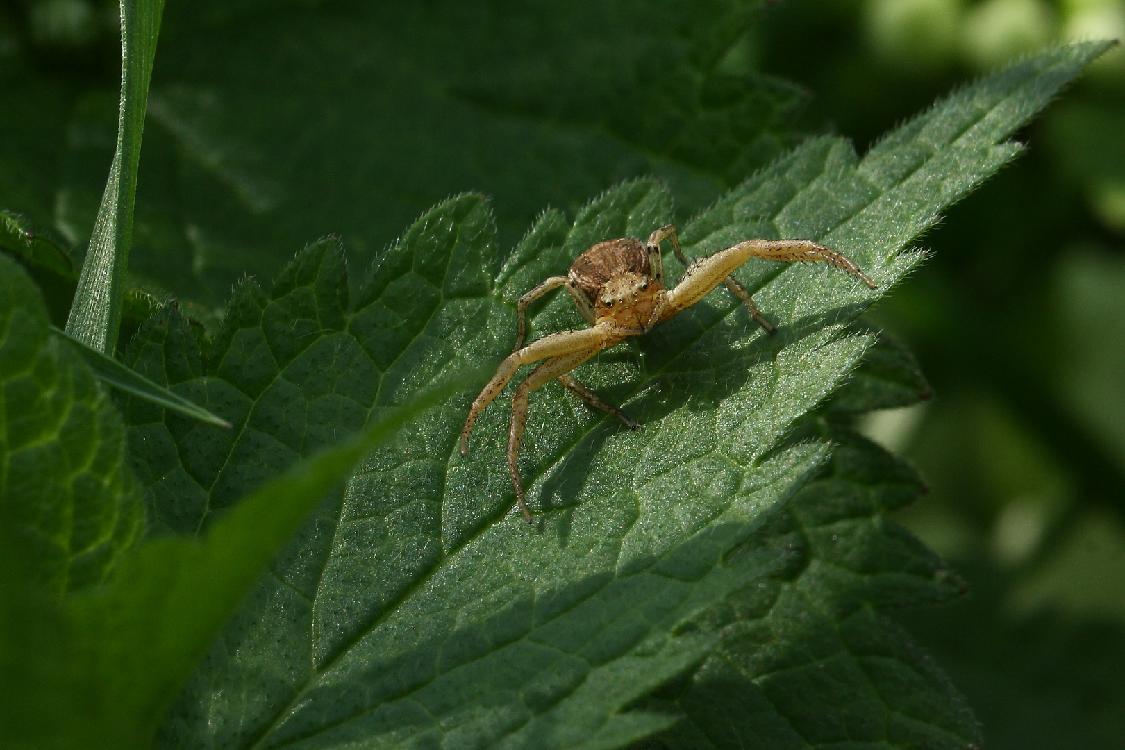 Krabbenspinne