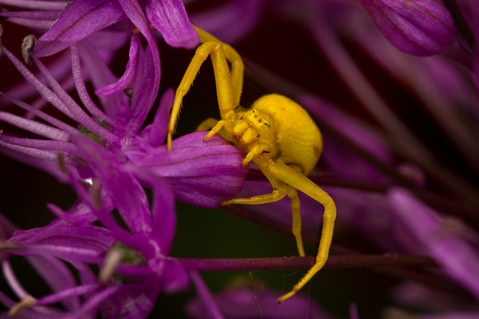 Krabbenspinne