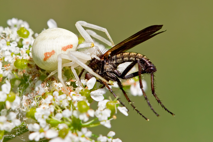 Krabbenspinne