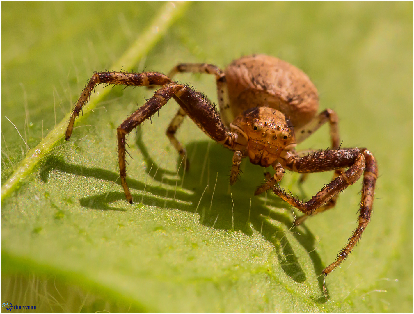 Krabbenspinne