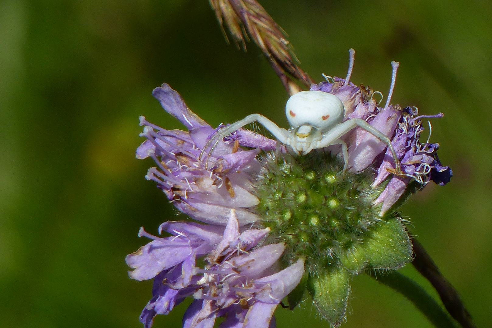   Krabbenspinne