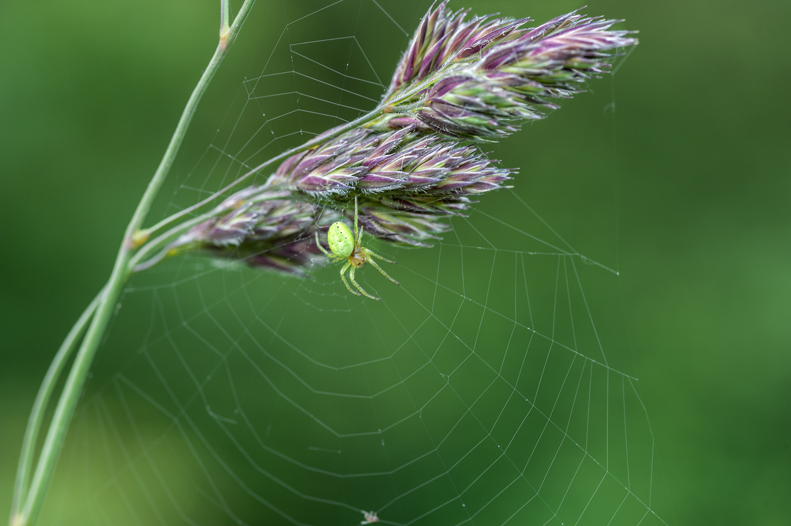 Krabbenspinne