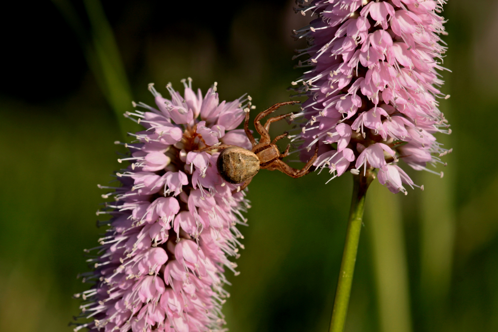 Krabbenspinne