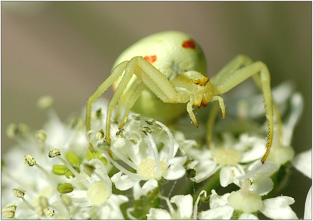 - Krabbenspinne -