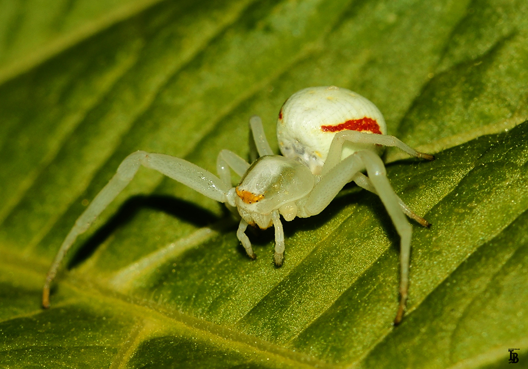 Krabbenspinne &#9792;