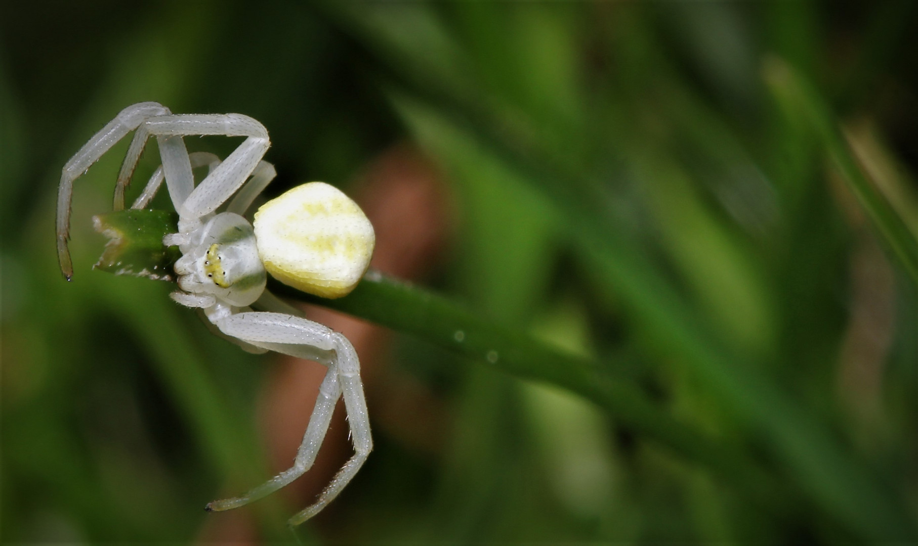 Krabbenspinne