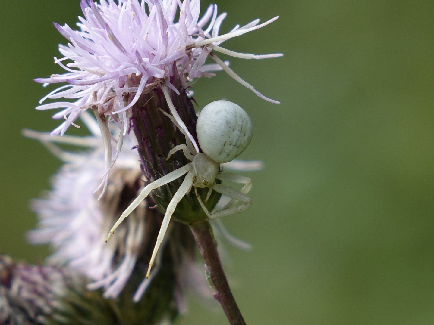 krabbenspinne