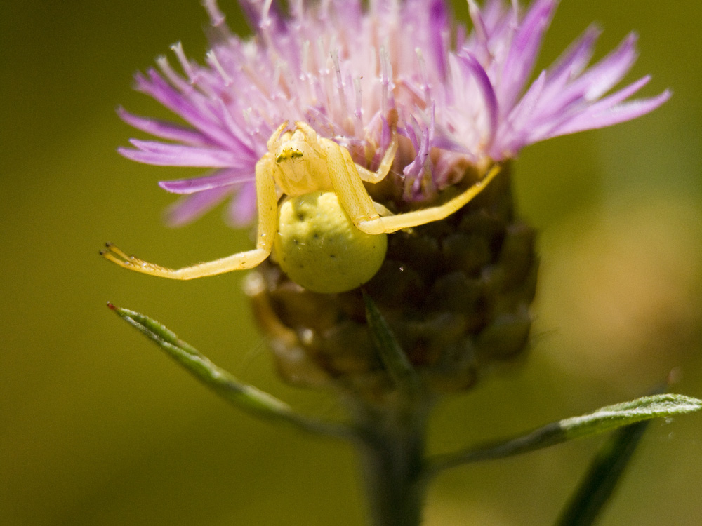 Krabbenspinne