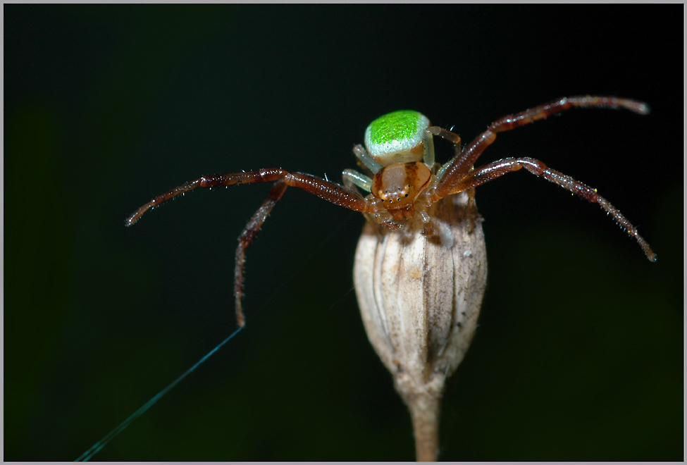 Krabbenspinne