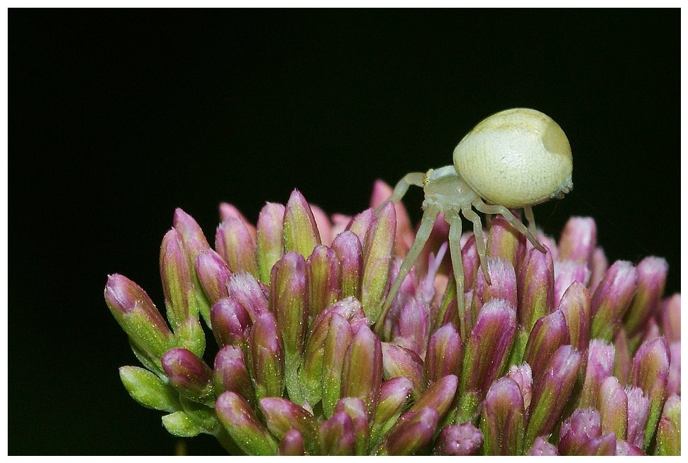 Krabbenspinne