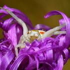 Krabbenspinne: acht Augen schauen dich an