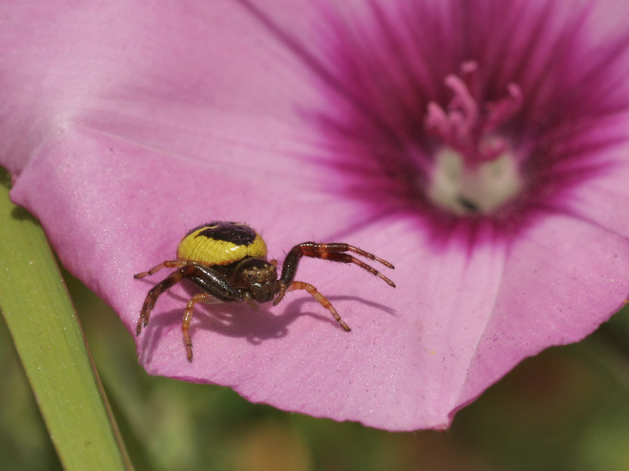 Krabbenspinne