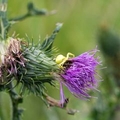 Krabbenspinne an Distelblüte