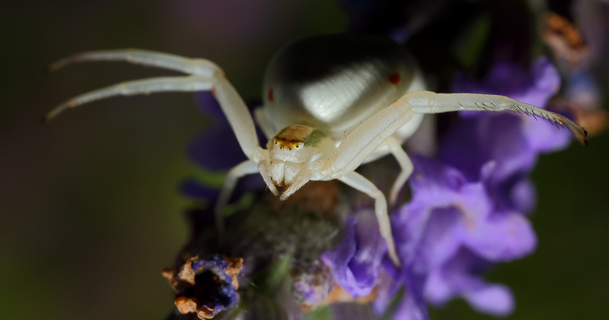 Krabbenspinne an Lavendel